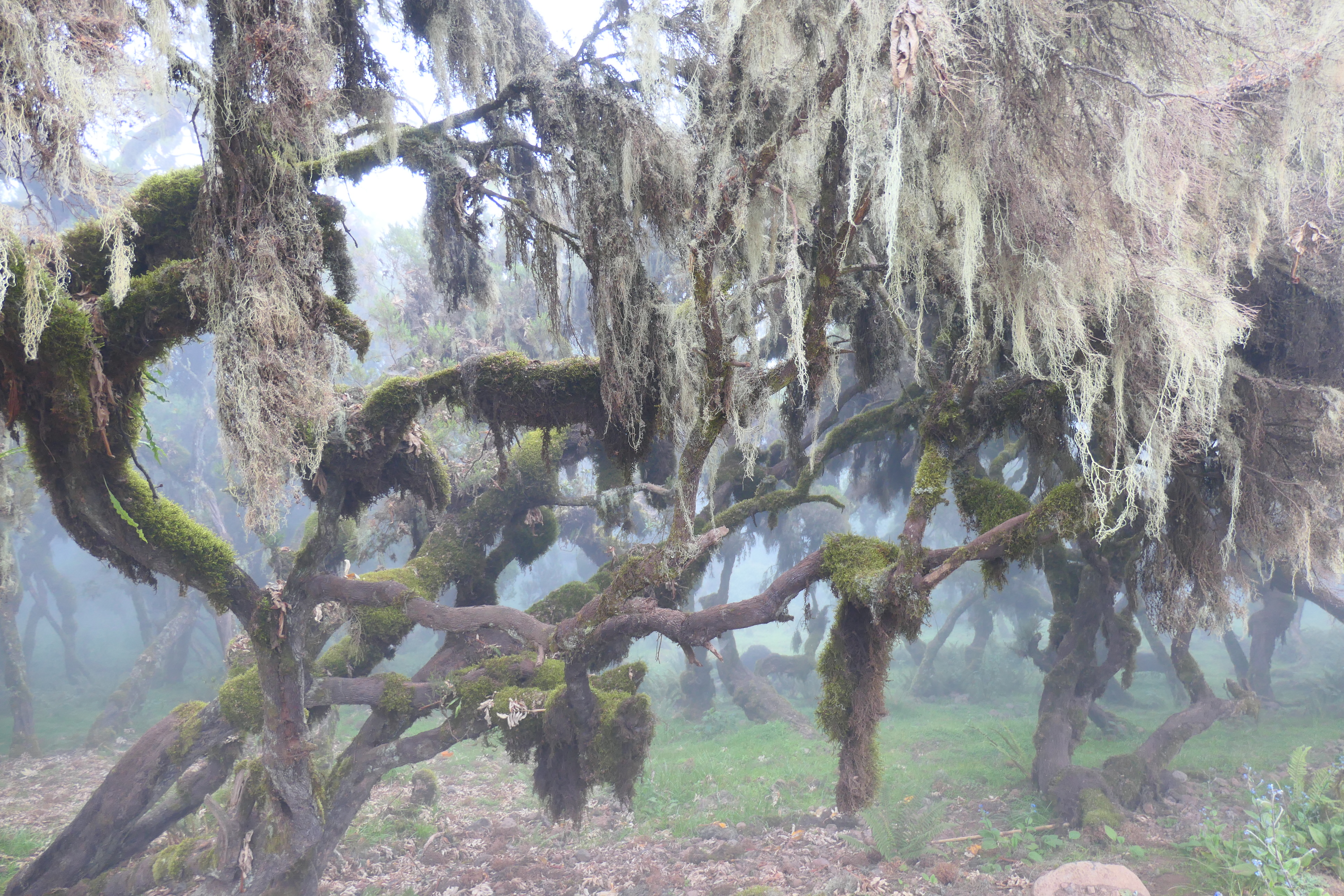 8 Days – Bale Mountains National Park Adventure